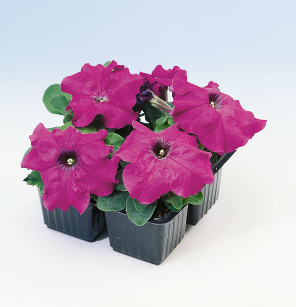 PETUNIA LIMBO VIOLETTO NR.1000 SEMI PILL.